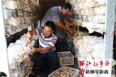 秀珍菇撑起“致富伞”